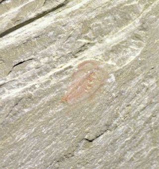 Rare Primicaris Marrellamorph Fossil Early Cambrian Maotianshan Shales