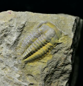 Yunnanocephalus Trilobite Fossil Early Cambrian Maotianshan Shales