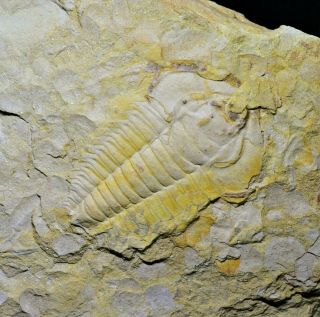 Big Redlichia Mansuyi Trilobite Fossil Guanshan Biota,  Lower Cambrian
