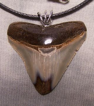1 9/16 " Megalodon Shark Tooth Teeth Wireless Pendant Fossil Necklace Jaw Scuba