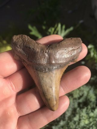 Fossil Shark Tooth Auriculatus Megalodon 3.  123