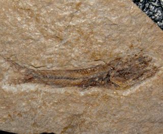 Exceptionally Big For This Species Oligocene Fossil Fish - Eomyctophum Koraensis