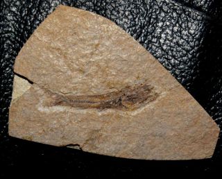 Exceptionally big for this species Oligocene fossil fish - Eomyctophum koraensis 2