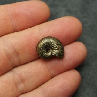 19mm Ammonite Pyrite Fossils Ryazan Russia Fossilien Pendant 4