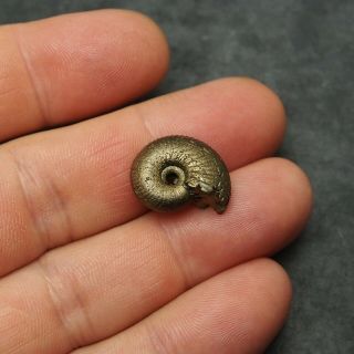 19mm Ammonite Pyrite Fossils Ryazan Russia Fossilien Pendant 5