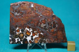 Sericho Pallasite Meteorite 102.  9 Grams
