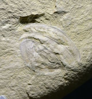 Partial Retifacies Abnormalis Fossil Early Cambrian Maotianshan Shales