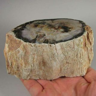 5.  2 " Polished Petrified Wood Branch Slab Fossil Standup - Madagascar - 2.  5 Lbs.