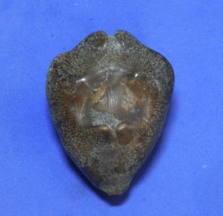 Formosa/seashell/cypraea Caputviperae 41.  5mm.  (fossil)