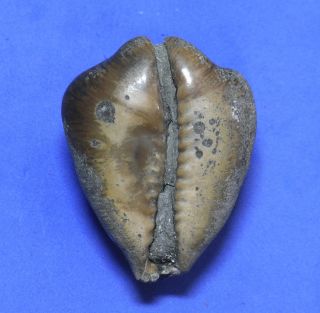 Formosa/SEASHELL/Cypraea caputviperae 41.  5mm.  (fossil) 2