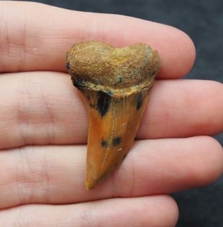 Shark Tooth Isurus Planus Fossil Usa Fossilien Fossiler Hai Natural