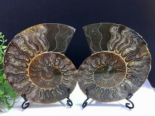 527g Natural A Ammonite Ancient Fossils Slice Nautilus Jade Shell,  Stand