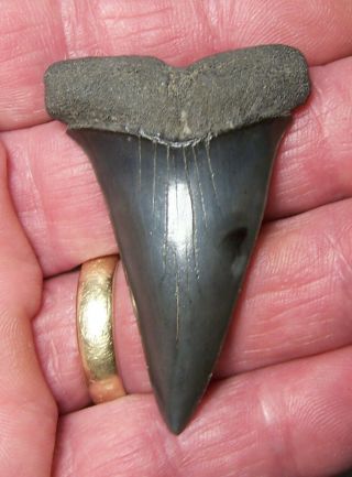 Giant 2 1/16 " Mako Shark Tooth Teeth Megalodon Fossil Jaw Scuba Diver Fishing