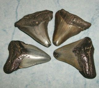 4 Megalodon Fossil Shark Teeth In The 1 To 1 And 1/2 Inch Range
