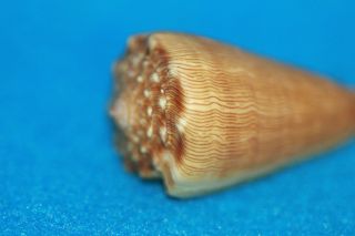 Conus Princeps Lineolatus 42mm Panama - Rare & Spectacular Specimen