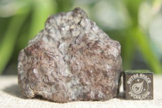 Franconia H5 Chondrite Meteorite 49.  3 Grams With Blaine Reed Provenance