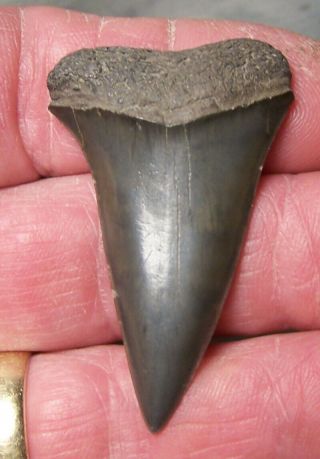 Giant 1 7/8 " Mako Shark Tooth Teeth Megalodon Fossil Jaw Scuba Diver Fishing