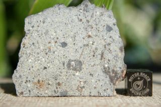 Nwa 8362 Hed Howardite Meteorite 7.  6 Gram (thin) Part Slice Of Rare Achondrite