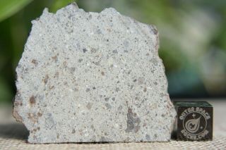 NWA 8362 HED Howardite Meteorite 7.  6 gram (THIN) part slice of rare Achondrite 3