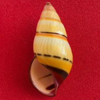 Tree Snail Amphidromus Species (selected Colors And Good Quality)