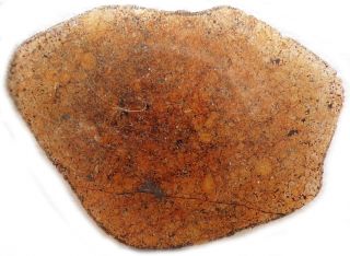 Newest Marsa Alam 005 L5 Chondrite Meteorite,  Egypt,  Thin Section Fine Quality 1