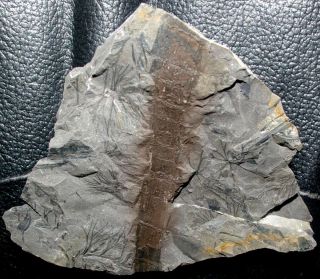 Interesting Specimen.  Two Rare Carboniferous Fossils Plants