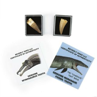 Set Of 2 Authentic Dinosaur Teeth Fossils (1 Mosasaur Tooth And 1 Spinosaurus.