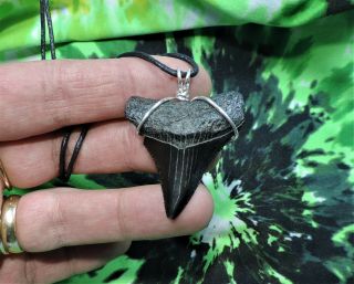 1 5/8  Megalodon Sharks Tooth Necklace Pendant No Restorations Fossils