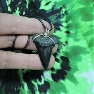 Mako Sharks Tooth Necklace 1 9/16  Jewelry No Restorations Fossils