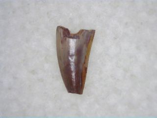Coelophysis Tooth 01 - Bull Canyon Formation,  Triassic Age Dinosaur Fossil