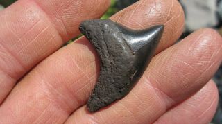 Fossil Alopias Grandis Thresher Shark Tooth 1.  452 Inches