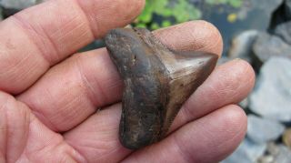 Chubutensis Megalodon Red Shark Tooth 1.  81 Inches