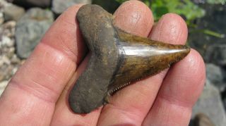 Fossil Angustiden Megalodon Shark Tooth Shark Tooth 2.  26 Inches