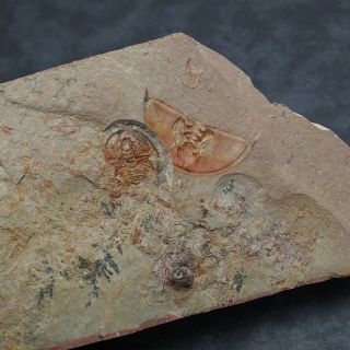 Trilobite Olenellus (olenellus) Gilberti Natural Color Cambrian Fossiles Usa