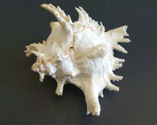 Stunning Natural Spiked Conch Seashell Shell Large Tropical Decor