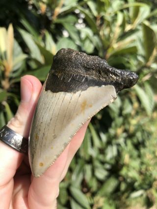Huge 2.  83” Megalodon Tooth Fossil Shark Teeth Unrestored Natural 3