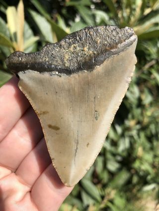 Huge 2.  83” Megalodon Tooth Fossil Shark Teeth Unrestored Natural 4