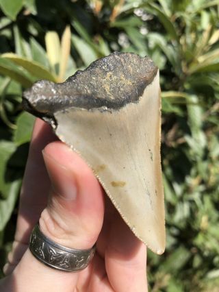 Huge 2.  83” Megalodon Tooth Fossil Shark Teeth Unrestored Natural 5