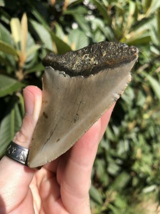 Huge 2.  83” Megalodon Tooth Fossil Shark Teeth Unrestored Natural 6