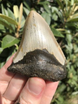 Huge 2.  83” Megalodon Tooth Fossil Shark Teeth Unrestored Natural 7