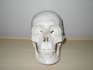 Life Size Human Anatomical Anatomy Resin Head Skeleton Skull Teaching