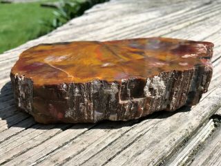 Agatized Petrified Wood Slab with Bark Cast Limb Polished on 1 Side 2 pounds 2