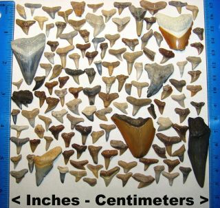 125 Miocene Epoch Florida Fossilized Shark Teeth Fossil Tooth