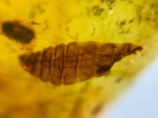 Unique Unknown Worm Burmite Myanmar Burmese Amber Insect Fossil Dinosaur Age