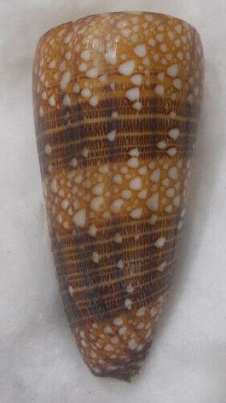 Shell Conus (eugeniconus) Nobilis Victor 53.  96mm