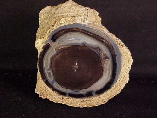 Rw Perfect " Petrified Wood Round " From The Blue Forest In Wyoming
