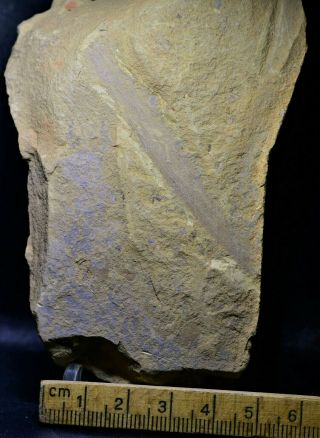 Rare Leptomitus Sponge Fossil Early Cambrian Maotianshan Shales