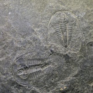 Perfect Redlichia Chinensis Trilobite,  Lower Cambrian,  Balang Formation
