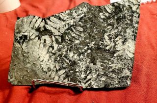 8×5 " Reversable Museum Quality,  White Carboniferous St Clair Pa Fern Fossil