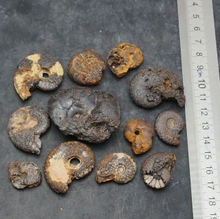12x Ammonite 22 - 46mm Hematite Morocco Mineral Africa Fossil Ammoniten Fossilien